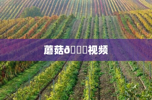 蘑菇🍄视频