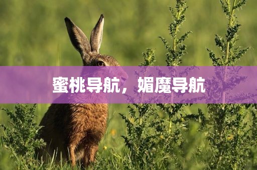 蜜桃导航，媚魔导航