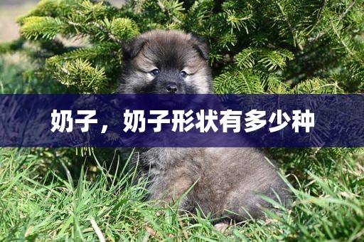 奶子，奶子形状有多少种