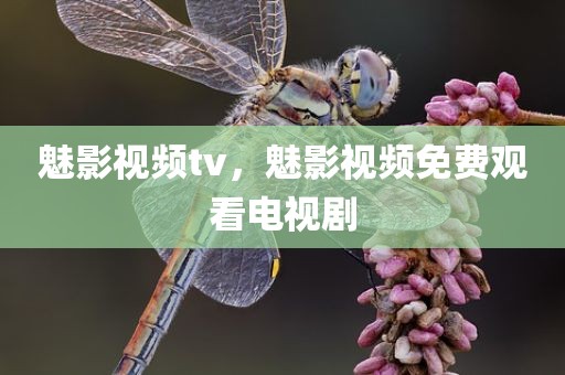 魅影视频tv，魅影视频免费观看电视剧