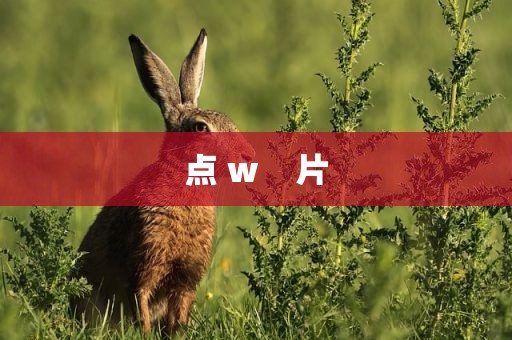 点 w    片