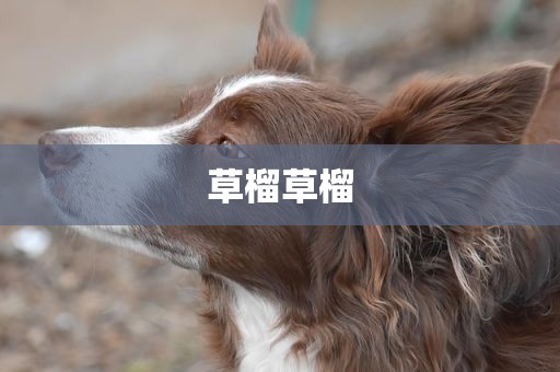 草榴草榴