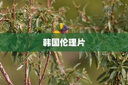 韩国伦理片