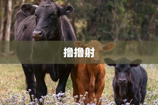 撸撸射