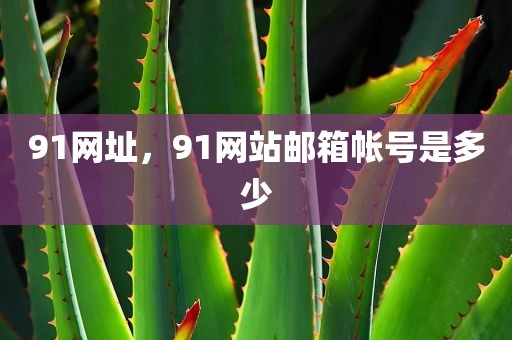 91网址，91网站邮箱帐号是多少