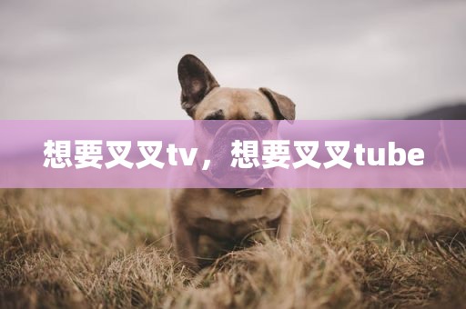 想要叉叉tv，想要叉叉tube