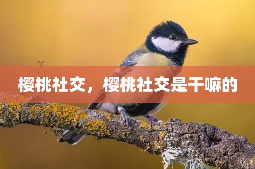 樱桃社交，樱桃社交是干嘛的