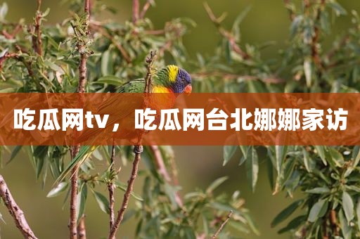 吃瓜网tv，吃瓜网台北娜娜家访