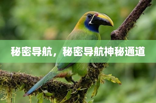 秘密导航，秘密导航神秘通道