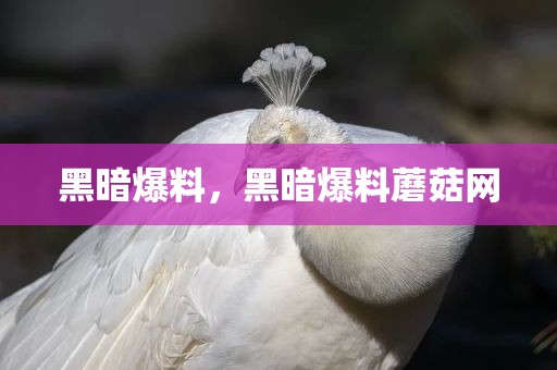 黑暗爆料，黑暗爆料蘑菇网