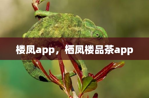 楼凤app，栖凤楼品茶app