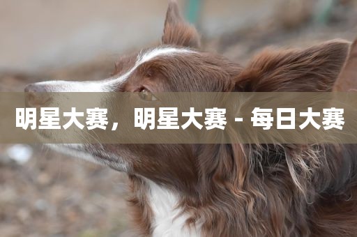 明星大赛，明星大赛 - 每日大赛