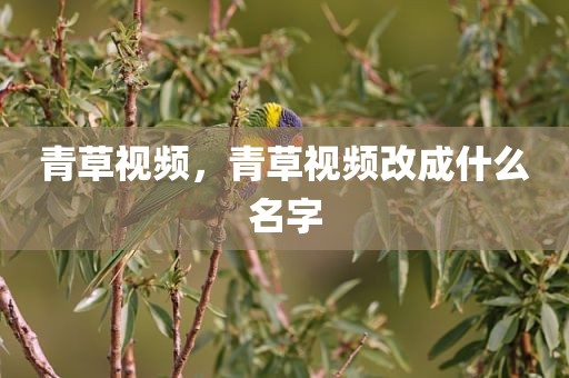 青草视频，青草视频改成什么名字