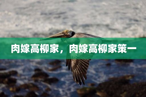 肉嫁高柳家，肉嫁高柳家策一