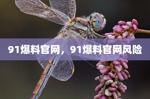 91爆料官网，91爆料官网风险