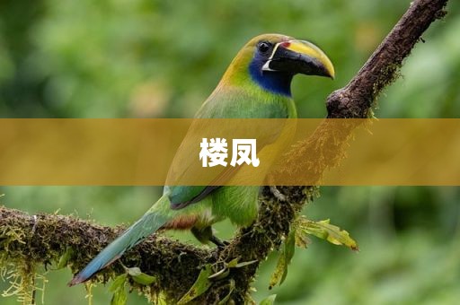楼凤