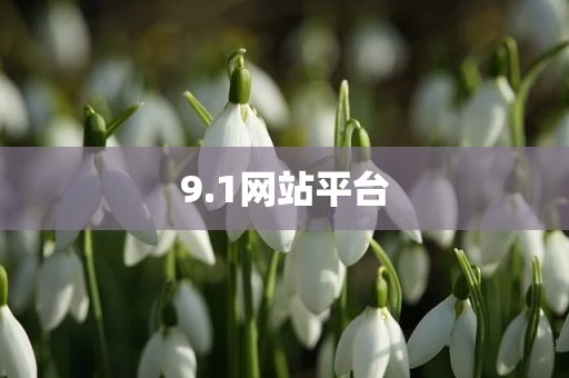 9.1网站平台