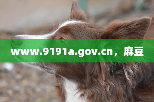 www.9191a.gov.cn，麻豆