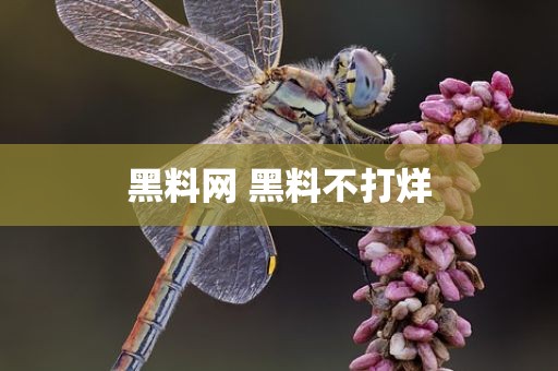 黑料网 黑料不打烊