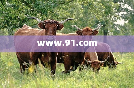 www.91.com