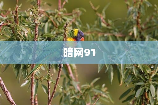 暗网91