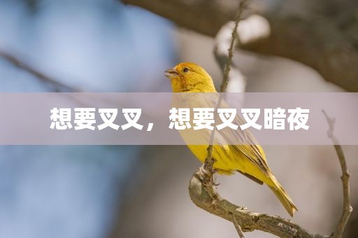 想要叉叉，想要叉叉暗夜