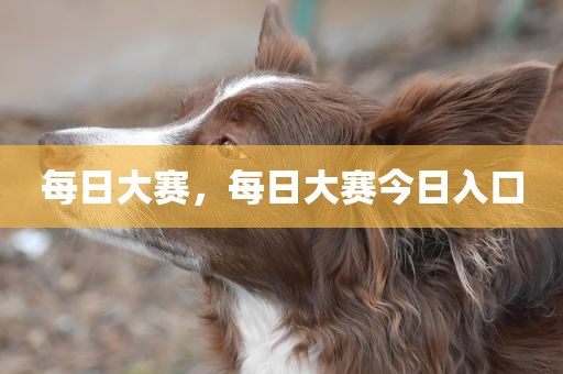 每日大赛，每日大赛今日入口