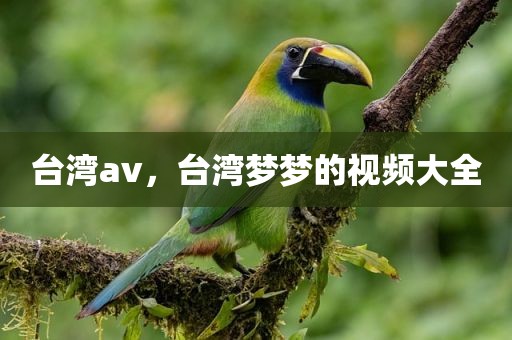 台湾av，台湾梦梦的视频大全