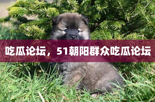 吃瓜论坛，51朝阳群众吃瓜论坛