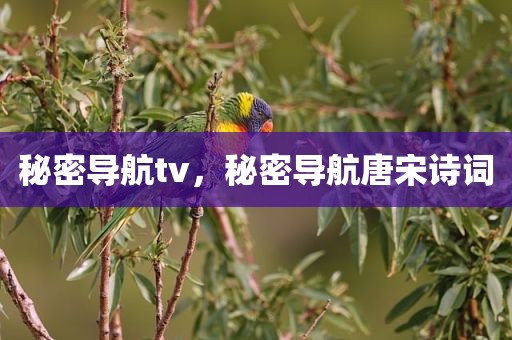秘密导航tv，秘密导航唐宋诗词