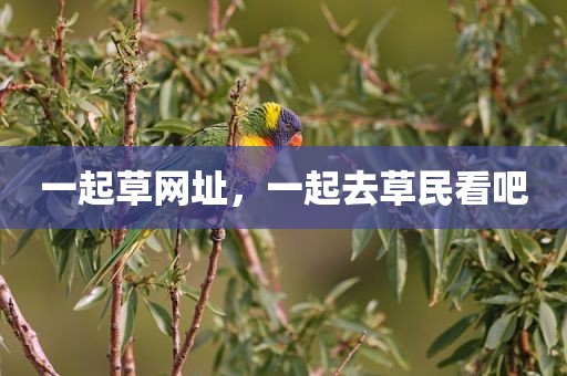 一起草网址，一起去草民看吧
