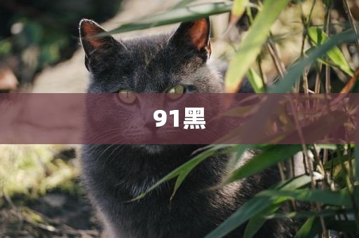 91黑