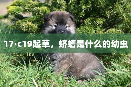 17·c19起草，蛴螬是什么的幼虫