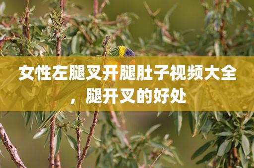 女性左腿叉开腿肚子视频大全，腿开叉的好处
