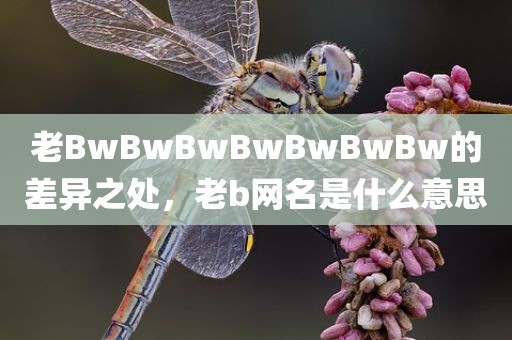 老BwBwBwBwBwBwBw的差异之处，老b网名是什么意思