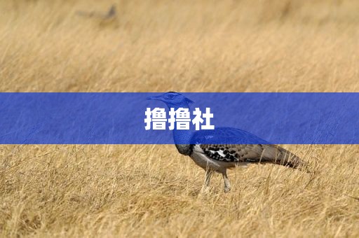 撸撸社
