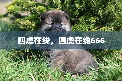 四虎在线，四虎在线666