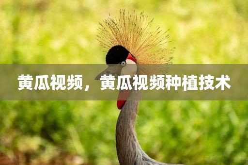 黄瓜视频，黄瓜视频种植技术