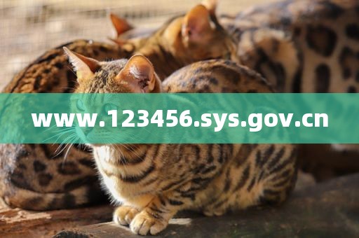 www.123456.sys.gov.cn