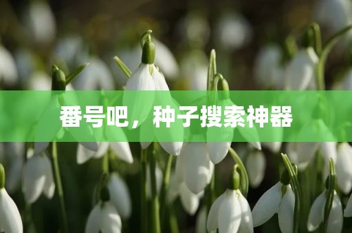 番号吧，种子搜索神器