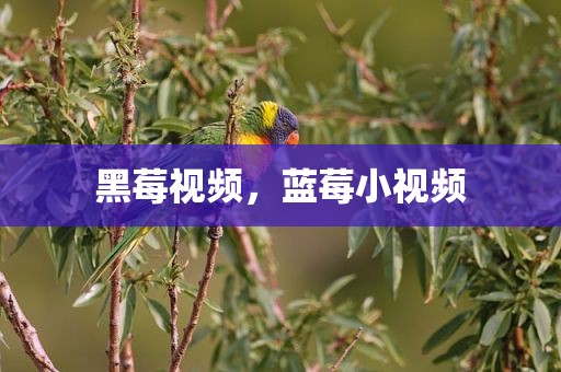 黑莓视频，蓝莓小视频