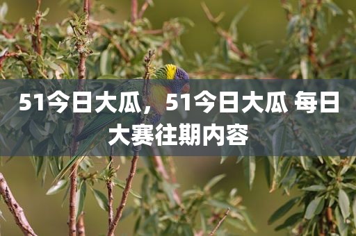 51今日大瓜，51今日大瓜 每日大赛往期内容