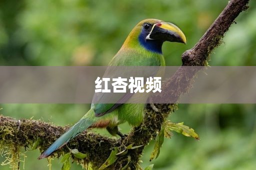 红杏视频