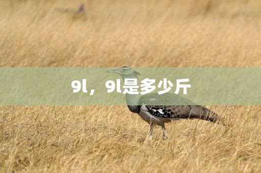 9l，9l是多少斤