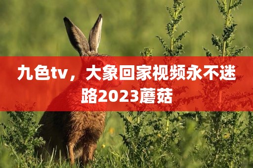 九色tv，大象回家视频永不迷路2023蘑菇