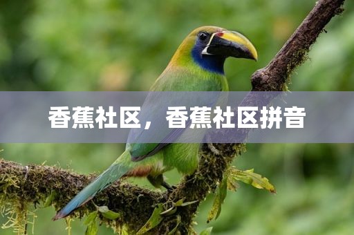 香蕉社区，香蕉社区拼音