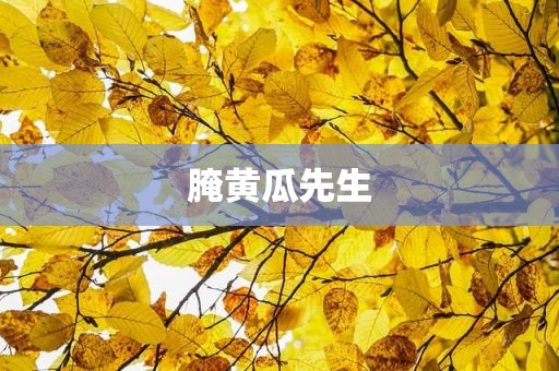 腌黄瓜先生