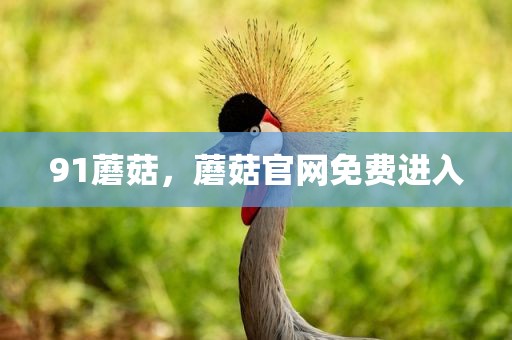 91蘑菇，蘑菇官网免费进入