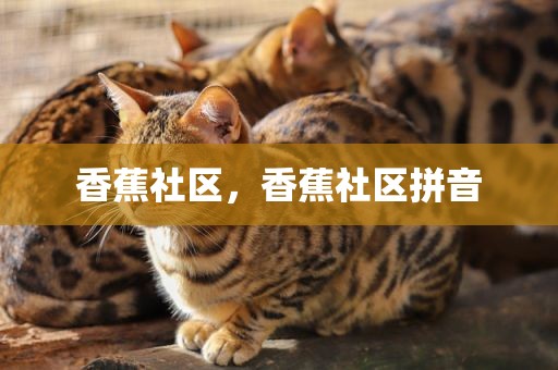 香蕉社区，香蕉社区拼音