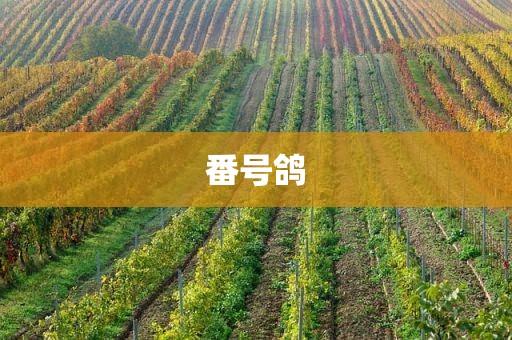 番号鸽